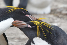 Macaroni Penguin (Eudyptes Chrysolophus), Two Adults In Mutual Preening Courtship In Breeding Colony, Pebble Island, Falkland Islands, November 2016