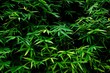 dark green plant tropical bamboo leaf texture background, beautiful nature pattern, light and shadow concept