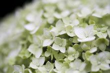 Hydrangea White Green Tint Closeup Flower, Floral Background, Summer Backdrop