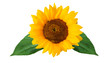 Sonnenblume freigestellt auf weissem Hintergrund mit Blättern, sunflower free object green leaf and flower on white background clean background separate flower decoration auf transparentem hintergrund