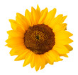 Sonnenblume freigestellt auf weissem Hintergrund einzelne Blüte Blütenblätter auf weissem hintergrund Freisteller gelbe blume von oben - sunflower, free object cut cutout white background transparence