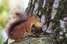 Squirrel With Nut