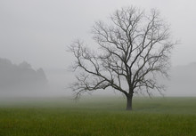 A Lone Oak Tree Stands Vigil In The Fog. Cades Cove, Great Smoky Mountains National Park, Tennessee