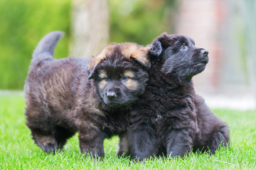 two old german shepherd puppies on the lawn