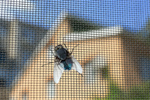 Fly On Window Screen, Closeup