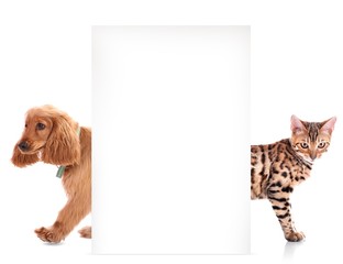 Canvas Print - Cat and dog with blank poster on white background