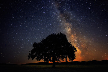 lonely tree on field under milky way galaxy, dobrogea, romania