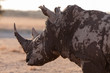 Rhino after mud Bath 