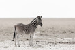 Zebra in the Dry Season Etosha 