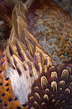 Colorful Pheasant Feathers Background. Abstract Vertical Texture.
