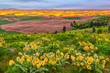 Sunset and wildflowers on southeast Washington's Kamiak Butte