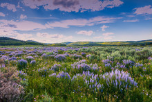 Blue Flowers And Sage Below Wyoming Range, Wind River Mountains.