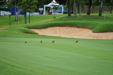 Wall Mural - Golf course is a place to play sports. That requires money and specialized capabilities to design and build.