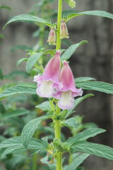 Wall Mural - Pink flower of Sesame Plant.