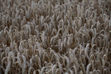Fototapeta Do akwarium - Wheat in a field