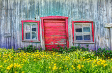 Red Painted Old Vintage Shed With Yellow Dandelion Flowers In Summer Landscape Field In Countryside