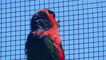 Close Up Of A Black Capped Lory Chewing On Seeds While Feeding.