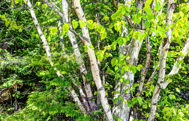 Wall Mural - Closeup of many green birch trees grove with leaves in summer
