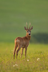 Wall Mural - european roe deer, capreolus capreolus, czech republic