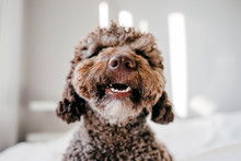 Brown Spanish Water Dog With Lovely Face And Big Brown Eyes Playing At Home On The Bed. Indoor Portrait