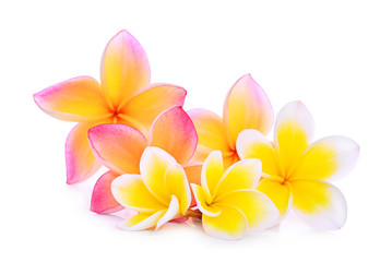 pink and white frangipani (plumeria) flower isolated on white background