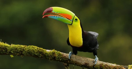 Wall Mural - keel-billed toucan, ramphastos sulfuratus, sitting on the branch in the forest. bird with big bill. 
