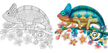 Coloring Page Of Chameleon Lizard. Colorless And Color Samples For Book Cover. Freehand Sketch Drawing For Adult Antistress Colouring With Doodle And Zentangle Elements.