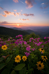 wildflower sunset
