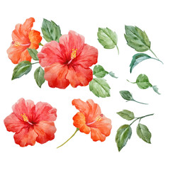 Canvas Print - Watercolor vector tropical hibiscus flower