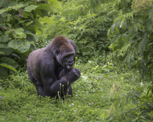 Gorilla at ease