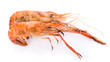 Grilled river shrimp isolated on white background, Prawns