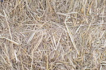 Wall Mural - Dry straw closeup for background and Textured.