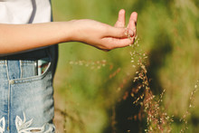 Girl Wearing Denim Shorts Runs Her Fingers Through Long Seed Grass In Golden Light