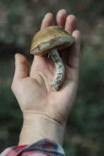 Food: Freshly Picked Wild Edible Mushroom On Hand, Leccinum Pseudoscabrum
