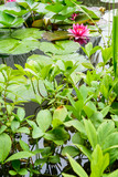 Fototapeta Dziecięca - Pflanzen im Teich im Garten mit Seelose im Hintergrund 