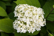 © Александр Овсянников - Hydrangea blooming white