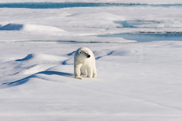 Wall Mural - polar bear on the pack ice
