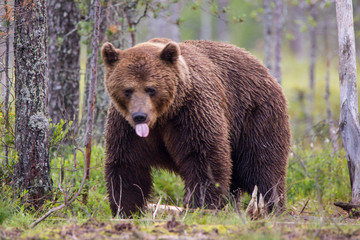 Tongue bear