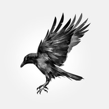 Drawn Attacking Isolated Bird Crow