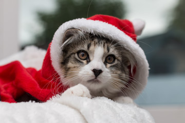 Tabby kitten dressed in a santa costume