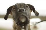 Fototapeta Londyn - perro boxer negro y marrón atigrado con mirada atenta y esperando 
