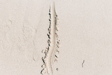 The Line On The Yellow Sand