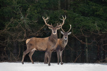 Father And Son: Two Generations Of Noble Deer. Two  Red Deer (Cervus Elaphus ) Stand Next To The Winter Forest. Winter Wildlife Story With Deer And Spruce Forest. Two Stag Close-Up. Belarus Republic.