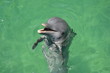 przyjazny delfin