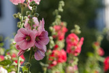 Fototapeta  - Flowers in the garden,Flowers Hollyhock