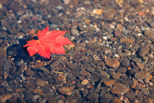 Red Leaf Floating In Water