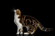 Scottish Fold Cat with tabby Standing and Looking up isolated on Black Background