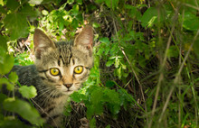 Street Wild Hungry Kitten Looking For Owner. A Homeless Pet Needs Guardianship. Cute Gray Kitten Hiding In The Green Grass