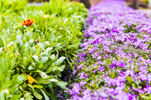 Purple Flowers Creeping Phlox Flowerbed Macro Closeup