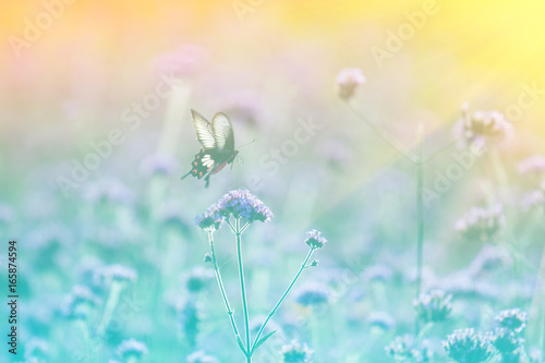 Butterflies in the flower garden and sunshine in the morning